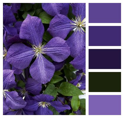 Purple Flowers Flower Wallpaper Clematis Image
